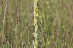 Common Mullein, Verbascum thapsus