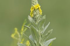 Common Mullein, Verbascum thapsus