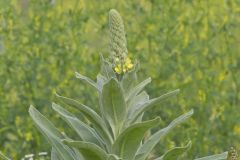 Common Mullein, Verbascum thapsus