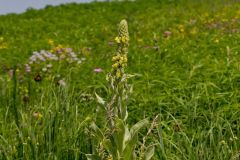 Common Mullein, Verbascum thapsus