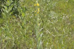 Common Mullein, Verbascum thapsus