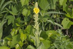 Common Mullein, Verbascum thapsus