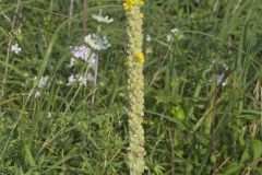 Common Mullein, Verbascum thapsus