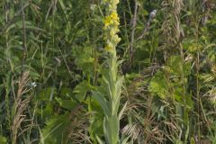 Common Mullein, Verbascum thapsus