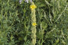 Common Mullein, Verbascum thapsus