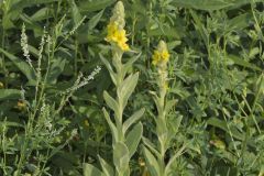 Common Mullein, Verbascum thapsus