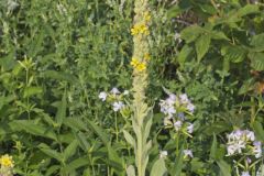 Common Mullein, Verbascum thapsus