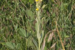 Common Mullein, Verbascum thapsus