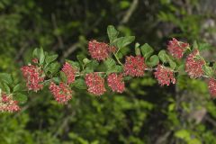 Common Ninebark, Physocarpus opulifolius