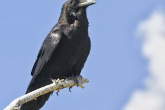 Common Raven, Corvus corax