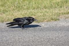 Common Raven, Corvus corax