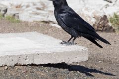 Common Raven, Corvus corax