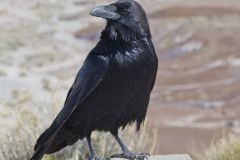 Common Raven, Corvus corax