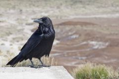 Common Raven, Corvus corax