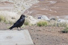 Common Raven, Corvus corax