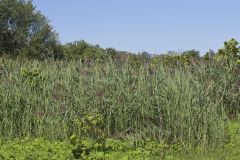 Common Reed, Phragmites australis
