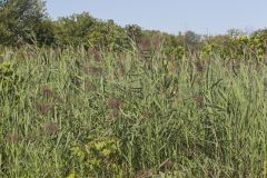 Common Reed, Phragmites australis