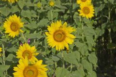 Common Sunflower, Helianthus annuus