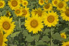 Common Sunflower, Helianthus annuus