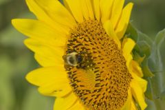 Common Sunflower, Helianthus annuus