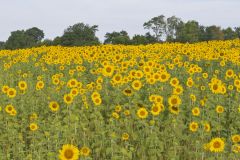 Common Sunflower, Helianthus annuus