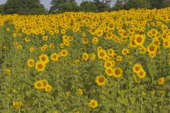 Common Sunflower, Helianthus annuus