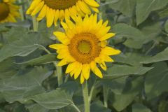 Common Sunflower, Helianthus annuus