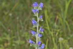 Common Viper's Bugloss, Echium vulgare