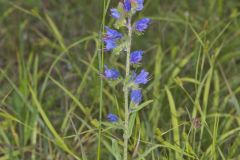 Common Viper's Bugloss, Echium vulgare