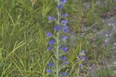 Common Viper's Bugloss, Echium vulgare