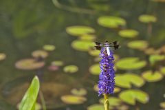 Common Whitetail, Plathemis lydia