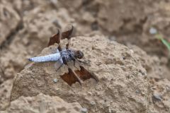 Common Whitetail, Plathemis lydia