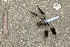 Common Whitetail, Plathemis lydia