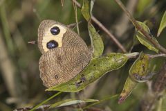 Common Wood-nymph, Cercyonis pegala