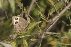 Common Wood-nymph, Cercyonis pegala