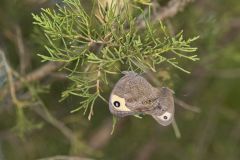 Common Wood-nymph, Cercyonis pegala