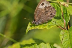 Common Wood-nymph, Cercyonis pegala