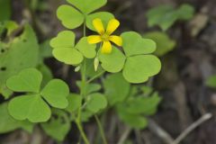 Common Yellow Woodsorrel, Oxalis stricta