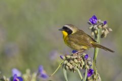 Common Yellowthroat, Geothlypis trichas