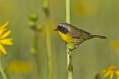 Common Yellowthroat, Geothlypis trichas