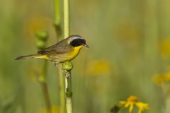 Common Yellowthroat, Geothlypis trichas