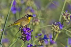 Common Yellowthroat, Geothlypis trichas