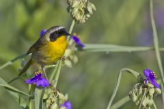 Common Yellowthroat, Geothlypis trichas