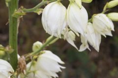 Common Yucca, Yucca filamentosa