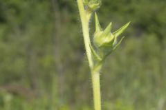 Compass Plant, Silphium laciniatum