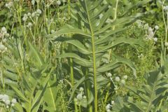 Compass Plant, Silphium laciniatum