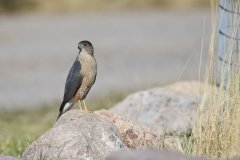 Coopers Hawk, Accipiter cooperii