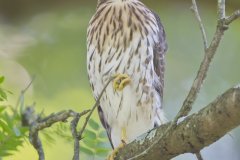 Coopers Hawk, Accipiter cooperii