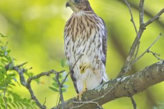 Coopers Hawk, Accipiter cooperii