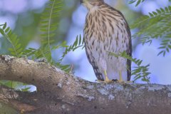 Coopers Hawk, Accipiter cooperii